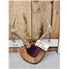 Image 2 : 3 Sets Of Whitetail Antlers On Plaques