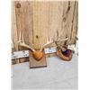 Image 3 : 3 Sets Of Whitetail Antlers On Plaques