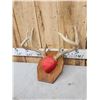 Image 4 : 3 Sets Of Whitetail Antlers On Plaques