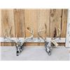 Image 1 : 2 Sets Of Whitetail Antlers On Hydro Dipped Skulls