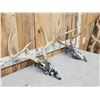Image 3 : 2 Sets Of Whitetail Antlers On Hydro Dipped Skulls
