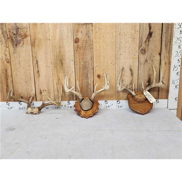 3 Sets Of Whitetail Antlers On Skull Plate