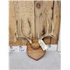 Image 2 : 3 Sets Of Whitetail Antlers On Skull Plate