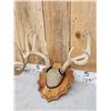 Image 3 : 3 Sets Of Whitetail Antlers On Skull Plate