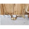 Image 4 : 3 Sets Of Whitetail Antlers On Skull Plate