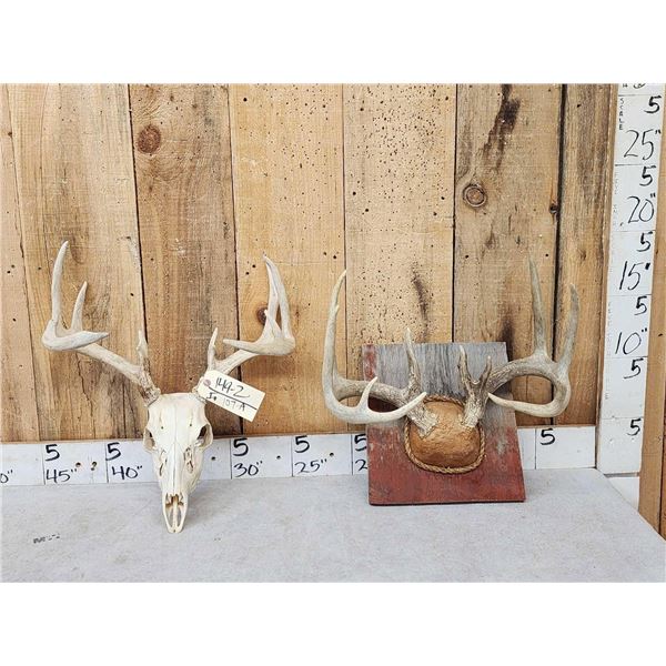 2 Sets Of Whitetail Antlers