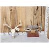 Image 1 : 2 Sets Of Whitetail Antlers
