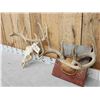 Image 2 : 2 Sets Of Whitetail Antlers