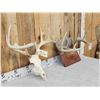 Image 3 : 2 Sets Of Whitetail Antlers