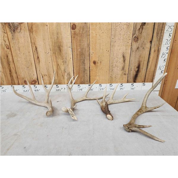 Group Of 4 Shed Antlers