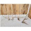 Image 1 : Group Of 4 Shed Antlers