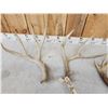 Image 2 : Group Of 4 Shed Antlers