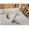 Image 3 : Group Of 4 Shed Antlers