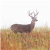 Image 2 : Battenkill Ranch 3 Day 2 Night Whitetail Deer Hunt