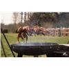 Image 2 : Luxury Virginia Quail Hunt & Sporting Escape for Two