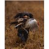 Image 3 : Luxury Virginia Quail Hunt & Sporting Escape for Two