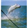 Image 2 : Exclusive Fishing Adventure in Key West with Captain Will Benson