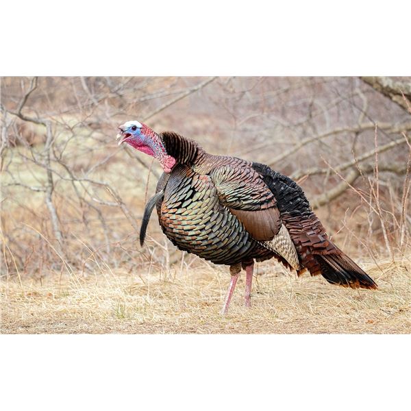 Missouri Spring Turkey Hunt for 1 Hunter and 1 Non-hunter