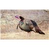 Image 1 : Missouri Spring Turkey Hunt for 1 Hunter and 1 Non-hunter