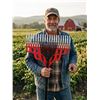 Image 1 : Garant Leaf and Shrub Rakes Combo