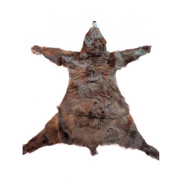 Brown Bear Rug Mount with Head, Approx 5 Feet Long
