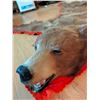 Image 3 : Brown Bear Rug Mount with Head, Approx 5 Feet Long
