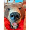 Image 4 : Brown Bear Rug Mount with Head, Approx 5 Feet Long