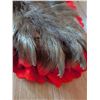 Image 6 : Brown Bear Rug Mount with Head, Approx 5 Feet Long