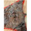 Image 7 : Brown Bear Rug Mount with Head, Approx 5 Feet Long