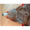 Image 9 : Brown Bear Rug Mount with Head, Approx 5 Feet Long