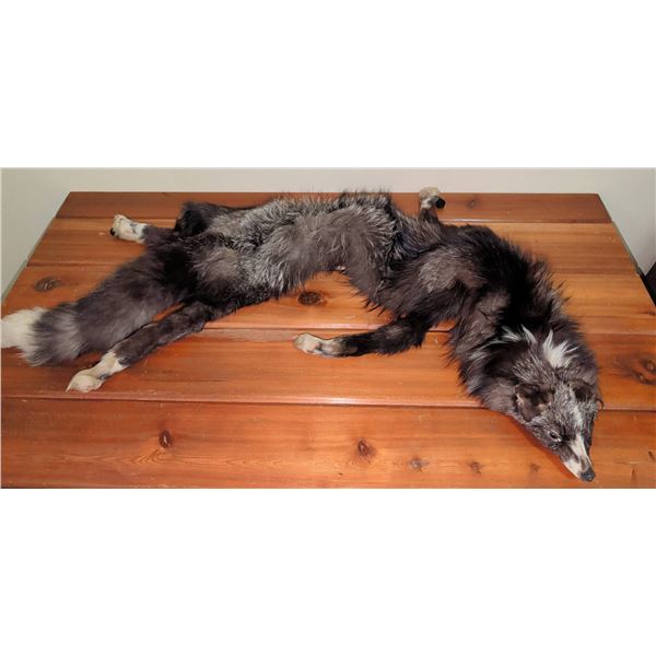Fox Shrug - Dark Phase Fox Fur Stole with Clasp Closure