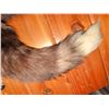 Image 3 : Fox Shrug - Dark Phase Fox Fur Stole with Clasp Closure