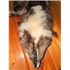 Image 6 : Fox Shrug - Dark Phase Fox Fur Stole with Clasp Closure