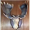 Image 1 : Resin Moose Head Wall Plaque
