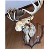 Image 2 : Resin Moose Head Wall Plaque