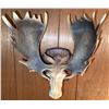 Image 4 : Resin Moose Head Wall Plaque