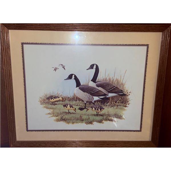 Framed Print of Canada Geese with Goslings