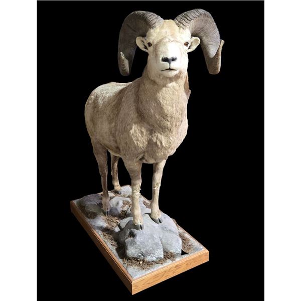 Big Horn Sheep Full Body Mount