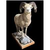 Image 1 : Big Horn Sheep Full Body Mount