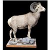 Image 2 : Big Horn Sheep Full Body Mount