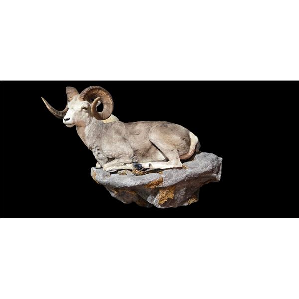 Stone Sheep Full Body Mount