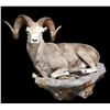 Image 2 : Stone Sheep Full Body Mount
