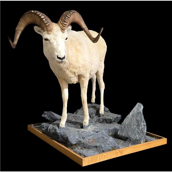 Dall Sheep Full Body Mount