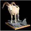 Image 1 : Dall Sheep Full Body Mount