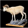 Image 2 : Dall Sheep Full Body Mount