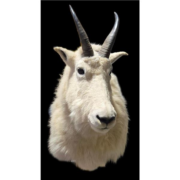 Mountain Goat Shoulder Mount