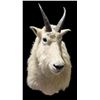 Image 1 : Mountain Goat Shoulder Mount