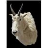 Image 2 : Mountain Goat Shoulder Mount