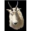 Image 3 : Mountain Goat Shoulder Mount