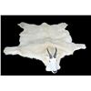 Image 2 : Mountain Goat Rug Mount